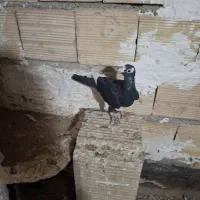 سه عدد کبوتر