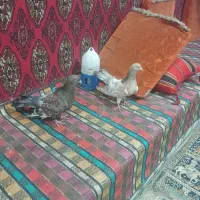 کله ای شتری|پرنده|بندر ماهشهر, |دیوار