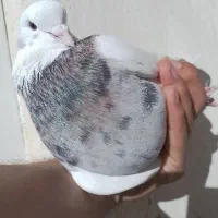 طوقی|پرنده|سنندج, |دیوار