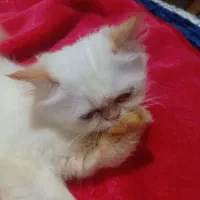 بچه گربه هیمالین