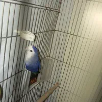 طوطی برزیلی