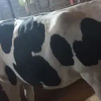 فروش  ورزا پروار تلم پروار وگاو جوان پروار چرب