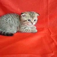 گربه های زینتی اصالت بالا (شمیرانی)|گربه|تهران, ستارخان|دیوار