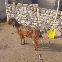 بز پاکستانی