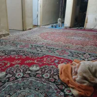 سگ ماده اماده شیتزو نژادروباهی|سگ|خرمشهر, |دیوار