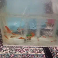 ماهی قرمز عید فقط ۲۰تومن