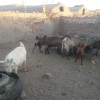 بز سه قلوزاوشیراوجوان معاوضه باگاویاگوساله ماده|حیوانات مزرعه|آیسک, |دیوار