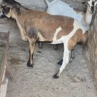 کهره نری و کهره آووس و غوچ و بره