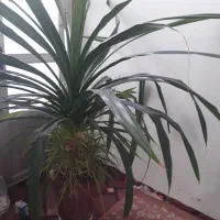گل پاندانونس