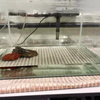 آکواریوم و تصویه آب