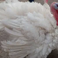 بوقلمون زنده گوشتی