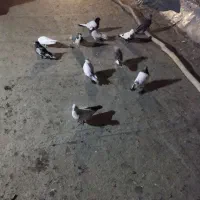 نر گوره ما طوقی دوتا سر ته سیا بقیشونم تهرانی|پرنده|بروجرد, |دیوار