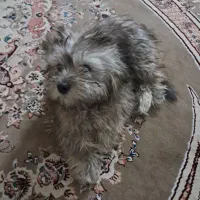 فروش سگ خانگی|سگ|اصفهان, بهارستان|دیوار