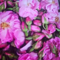 گل محمدی تازه