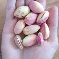 پسته تر درشت