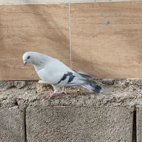 فروش شامی نر