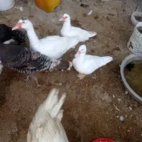 شش عدد بوقلمون هفت ماهه نر و ماده و چهار عدد اردک|حیوانات مزرعه|مسجد سلیمان, |دیوار