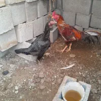 مرغ و خروس|حیوانات مزرعه|میناب, |دیوار