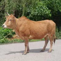 گاو چالوسی نزدیک به ۸ ماه حامله گوساله دوم