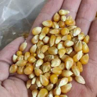 انواع برنج درجه ۱ ، حبوبات و چای ممتاز شمال زیبا|خوردنی و آشامیدنی|هشتگرد, شهرک بعثت|دیوار