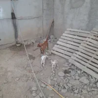فروشی توله سفید پاکوتاه موش گیر