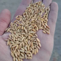بذر گندم رقم سرداری دانه درشت بوجاری شده