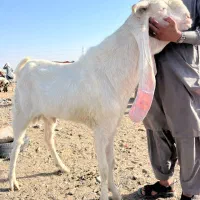 پازن اصلی نسل دار