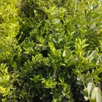 اجاره تقریباً 180لیموی بزرگ ثمری برنطین