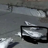 شب بالا مونده|پرنده|آران و بیدگل, |دیوار