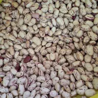 لوبیا درجه یک