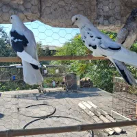 کبوتر زیبا|پرنده|ساری, |دیوار