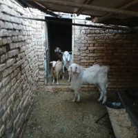 انواع گوسفندبزوکره میش|حیوانات مزرعه|اردکان, |دیوار