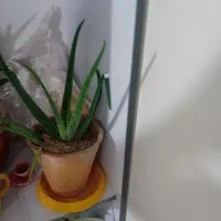 سه عدد گل با گلدان