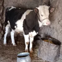 گاو و گوساله هلشتاین|حیوانات مزرعه|گوآور, |دیوار