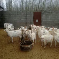 کانال خرید و فروش دام کردستان در روبیکا