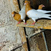 کفتر کبوتر|پرنده|بندرعباس, |دیوار