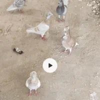 کرم|پرنده|فسا, |دیوار