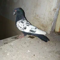کفتر سینه ای