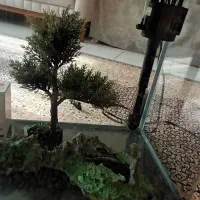 آکواریوم ماهیران|ماهی|پرند, فاز ۶|دیوار