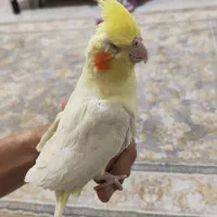 عروس هلندی لوتینو نر|پرنده|مشهد, دانشجو|دیوار