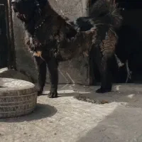 سگ نگهبان خوب