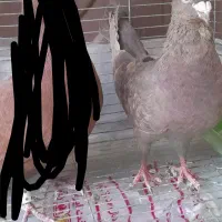 ماده دورگ قهوه ای|پرنده|مبارکه, |دیوار