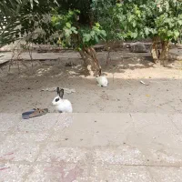 خرگوش