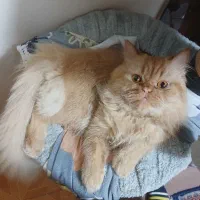 واگذاری گربه پرشین