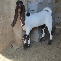 کهره نر پاکستانی|حیوانات مزرعه|طسوج, |دیوار