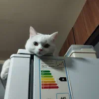 واگذاری دوعدد گربه نر و ماده.|گربه|پاکدشت, شهرک امام رضا|دیوار