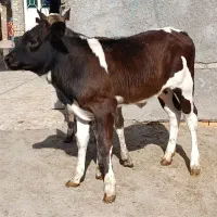 گاو گوساله گوسفند بز بره گاومیش درشادگان