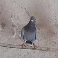 شامی گم شده