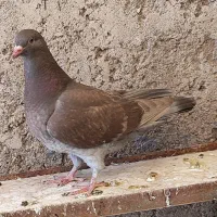 شامی سرکه ای|پرنده|اقبالیه, |دیوار