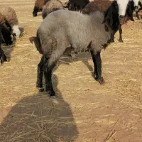 درود دوستان یک اس قوچ بره نژادشال اصیل|حیوانات مزرعه|دشتابی, |دیوار